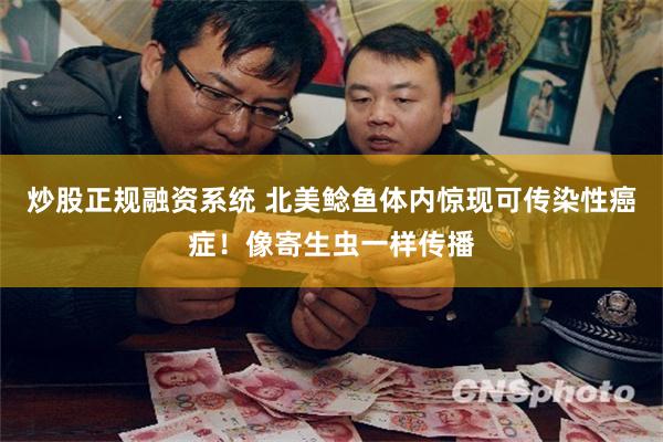炒股正规融资系统 北美鲶鱼体内惊现可传染性癌症！像寄生虫一样传播