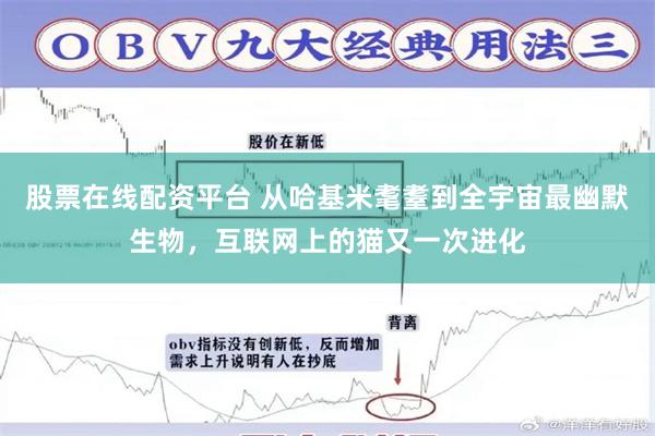 股票在线配资平台 从哈基米耄耋到全宇宙最幽默生物，互联网上的猫又一次进化