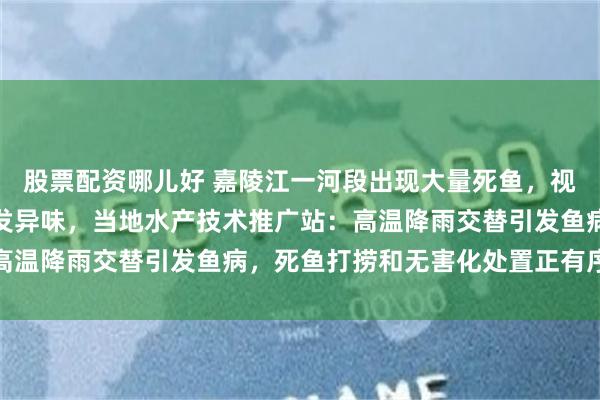 股票配资哪儿好 嘉陵江一河段出现大量死鱼，视频发布者：已腐烂，散发异味，当地水产技术推广站：高温降雨交替引发鱼病，死鱼打捞和无害化处置正有序开展