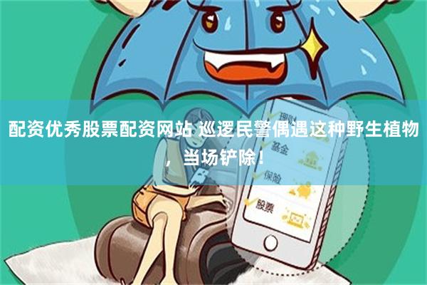 配资优秀股票配资网站 巡逻民警偶遇这种野生植物,当场铲除!
